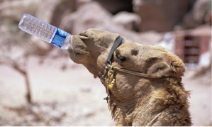 Camel-drinking-Jordan-Pet-007